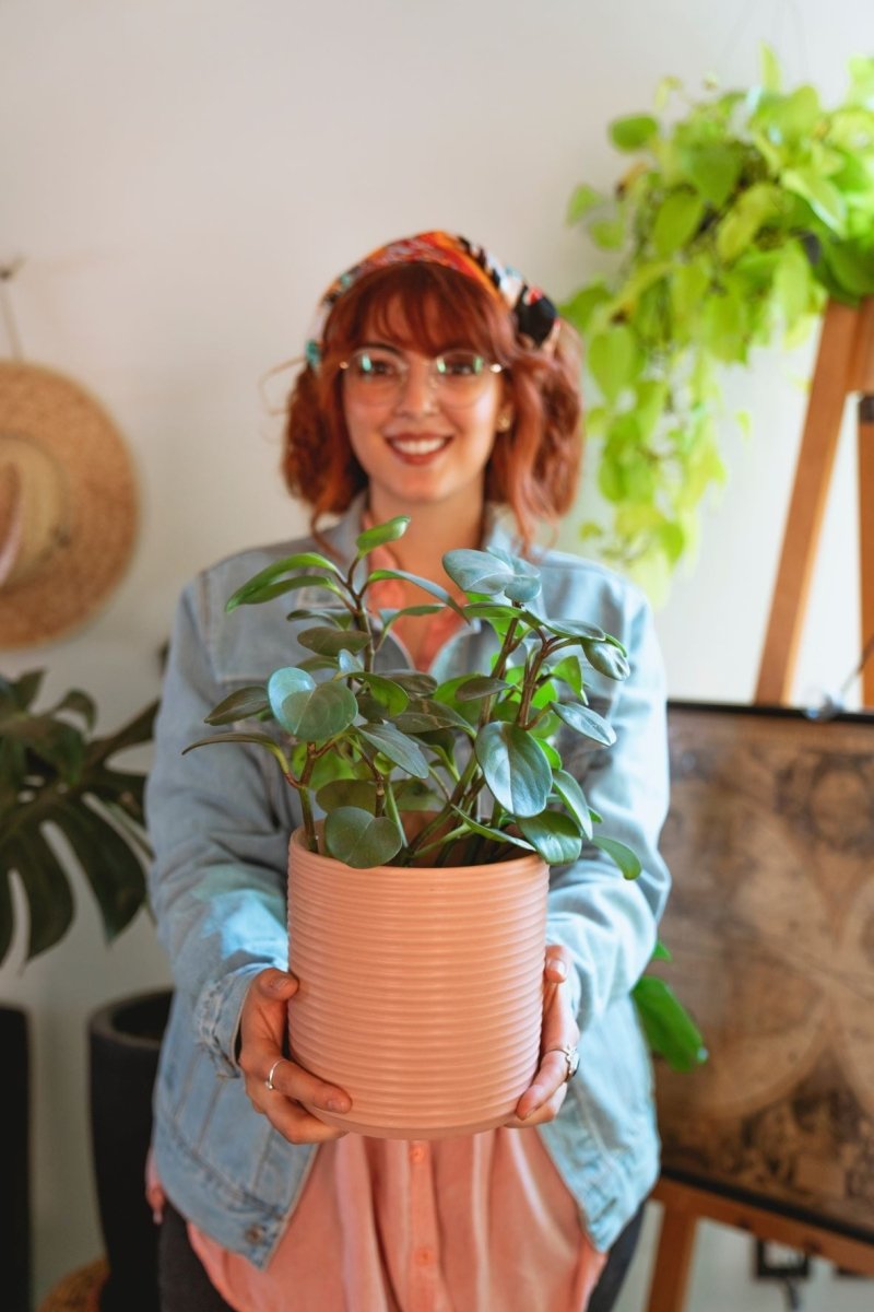 The Benefits of Houseplants: How They Can Improve Your Mood - Cotton Plus Cream