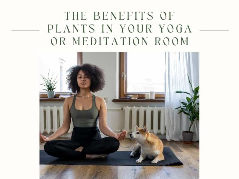 The Benefits of Plants in Your Yoga or Meditation Room - Cotton Plus Cream